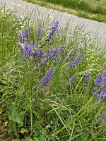 Sauge des pres - Salvia pratensis (photo Mrugala F.)(2)